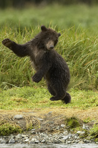 dancing bear